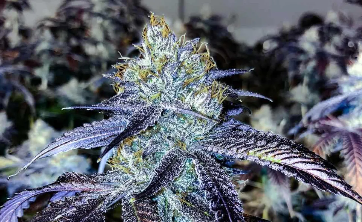 Purple cannabis flower indica strain