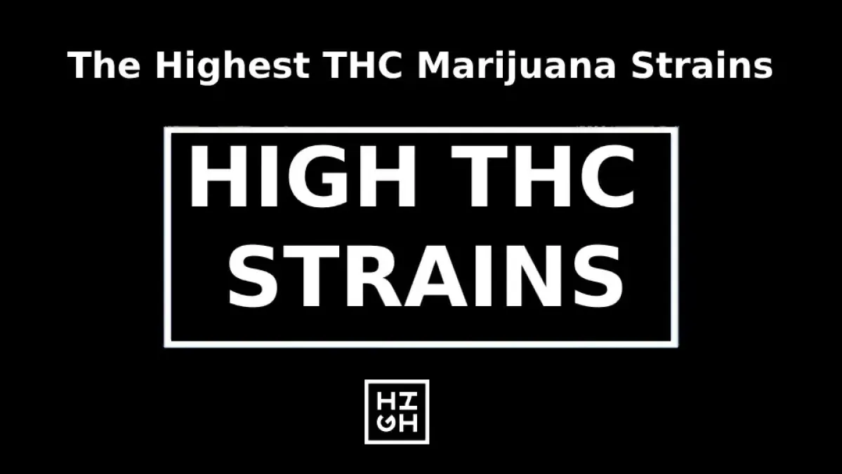 The Highest THC Marijuana Strains