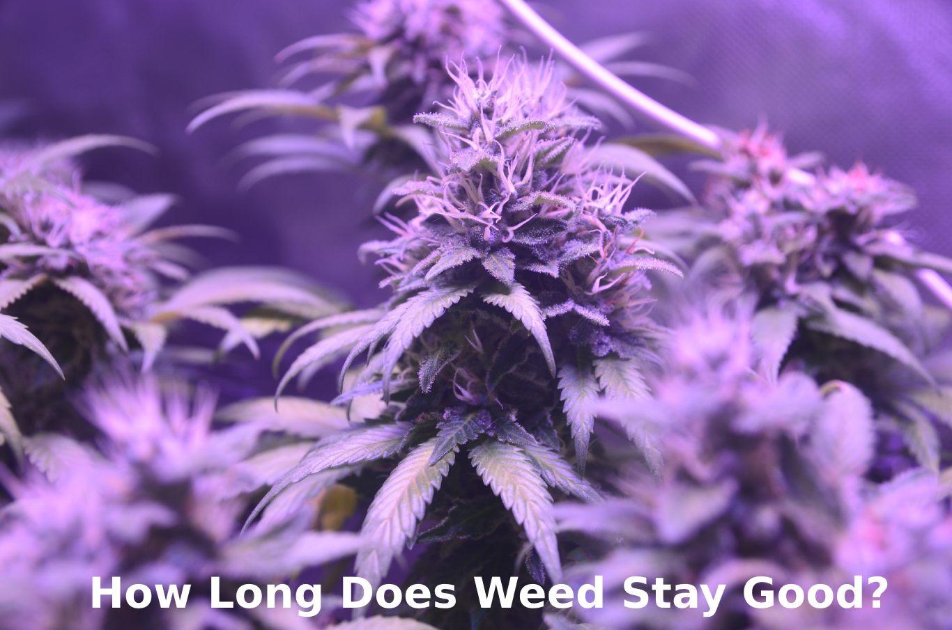How long does weed stay good fresh cannabis