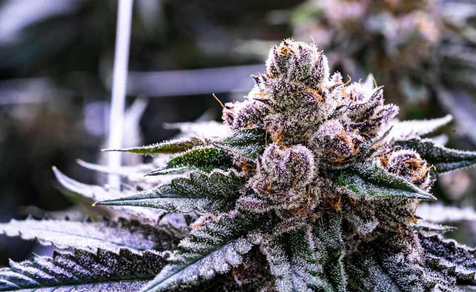 purple cannabis strain