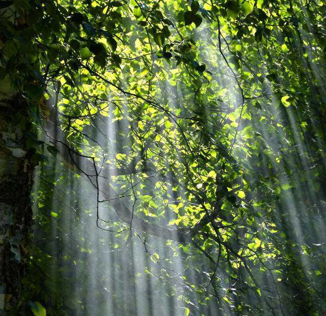 Sunlight on Plants