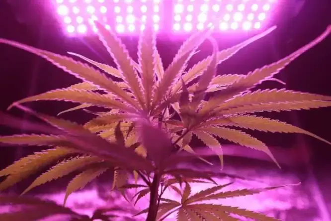 THC Plant in Light